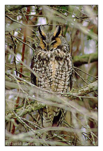 Photo of Asio otus by <a href="http://www.blevinsphoto.com/contact.htm">David Blevins</a>
